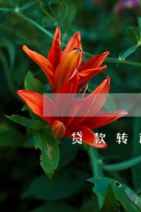 贷款转逾期 会电话通知吗